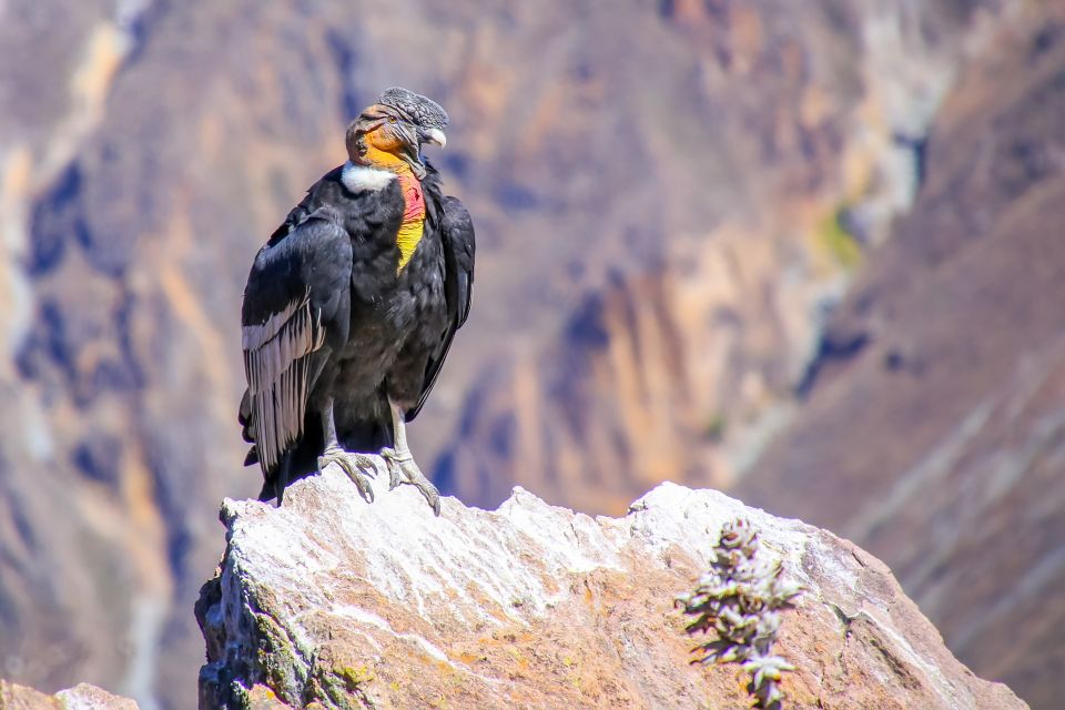 Full-Day Condor Viewpoint & Inca Sites Tour - Experience Highlights