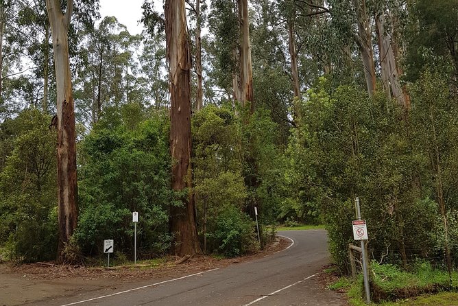 Full-Day Dandenong Ranges Tour With Pickup From Melbourne - Itinerary Overview