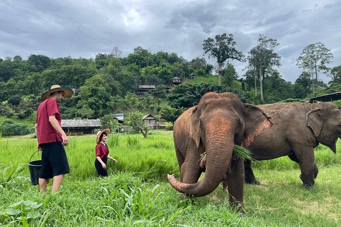 Full Day Experience at Ran-Tong Save & Rescue Elephant Centre - Provider Information