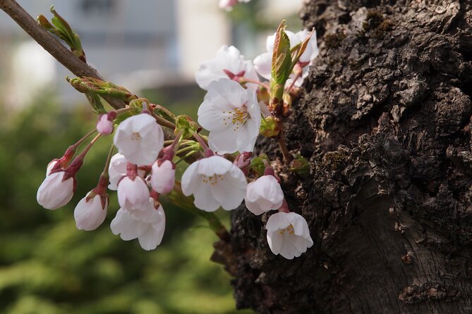 Full-Day Jomon World Heritage Site Tour in Hirosaki Area - Itinerary Overview