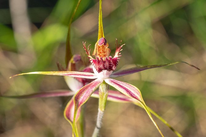 Full-Day Perth Flower Photography Excursion - Excursion Highlights