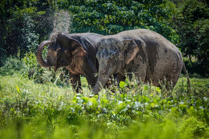Full-Day Phuket Elephant Sanctuary Tour With Lunch and Dinner - Itinerary Highlights