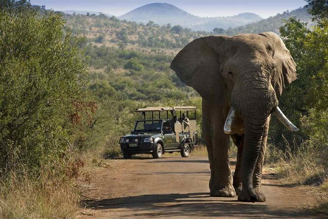 Full Day Pilanesberg Safari Tour - Wildlife Encounters