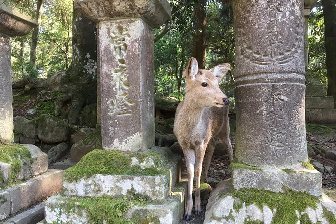 Full-Day Private Guided Tour to Nara Temples - Duration and Inclusions