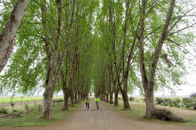 Full-Day Private Maipo Valley Bike Tour and Wine Tasting From Santiago - Traveler Testimonials