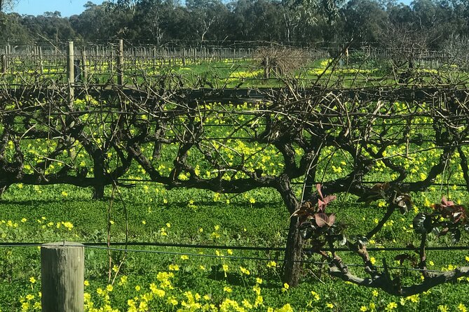 Full-Day Private McLaren Vale Wine Tour - Itinerary Highlights