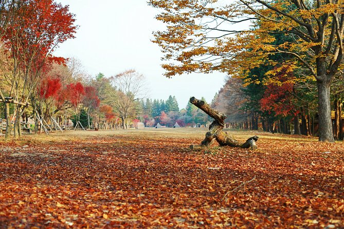 Full Day Private Tour Nami Island, Light Festival(Garden)&Petite - Light Festival at the Garden