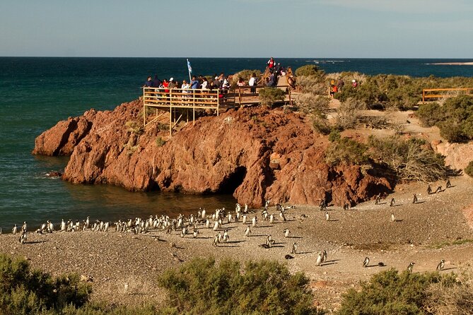 Full Day Punta Tombo - Walking Among Penguins Experience - Madryn - Wildlife Encounters