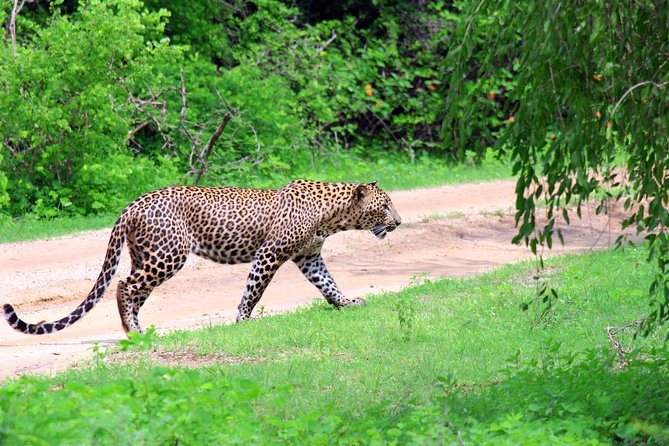 Full Day Safari ( The Best for Leopards ) in Yala - Traveler Feedback and Ratings