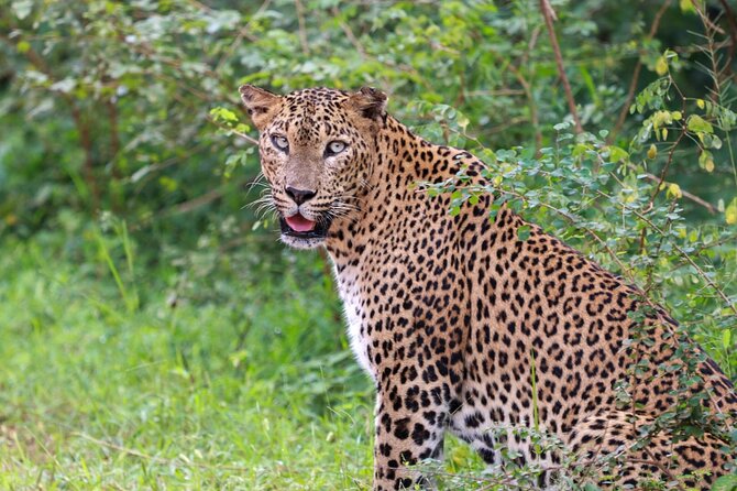 Full Day Safari - Yala National Park - 04.30 Am to 06.00 Pm With - Janaka Safari - Wildlife Spotting Opportunities