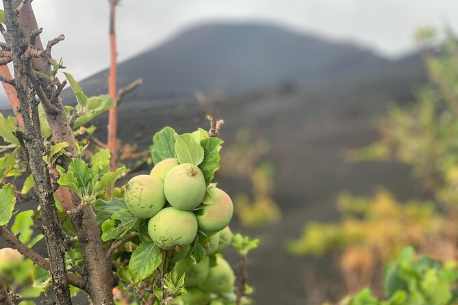 Full-Day Tour From São Filipe With Coffee Plantation and Natural Pools - Natural Pools Experience