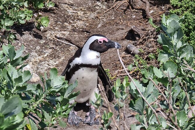 Full-Day Tour Stony Point Penguin Colony at Bettys Bay (Up to 10 Persons) - Customer Support & Inquiries