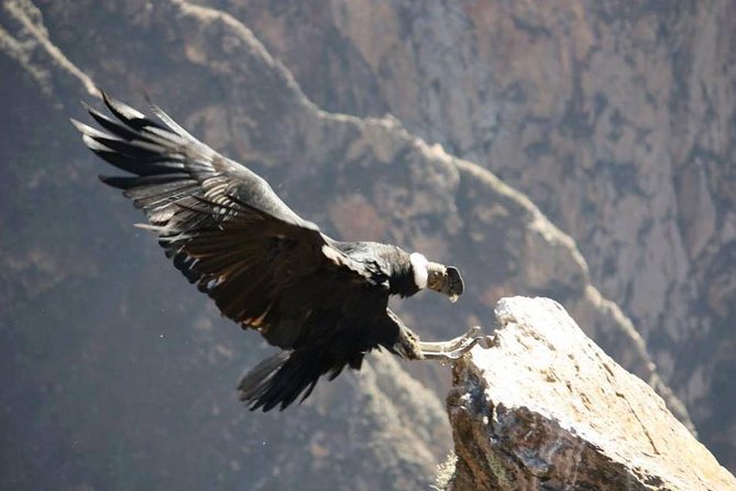 Full Day Trip to Colca Canyon From Arequipa - Condors Cross Stop