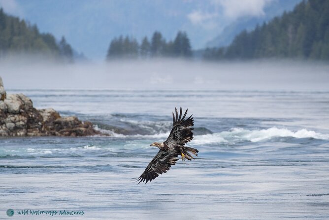 Full Day Whale Watching Campbell River - Whale Watching Experience Details