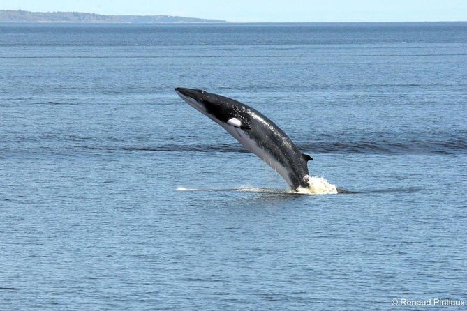Full-Day Whale Watching Cruise From Quebec City - Positive Visitor Experiences