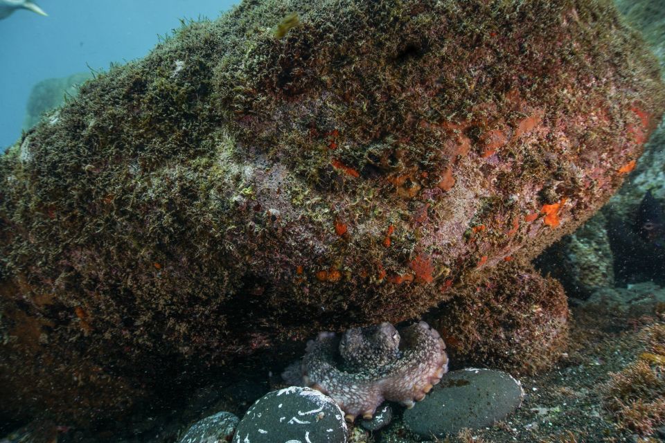 Funchal: Certified Scuba Diving, Guided Tour - Activity Information