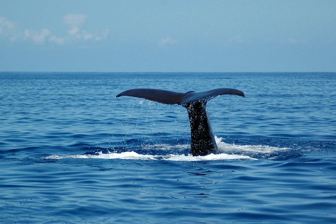 Funchal Dolphin and Whale Watching Catamaran Trip - Cancellation Policy