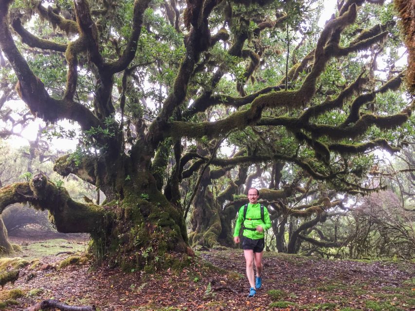 Funchal: Fanal Ancient Forest Running Tour - Experience Highlights