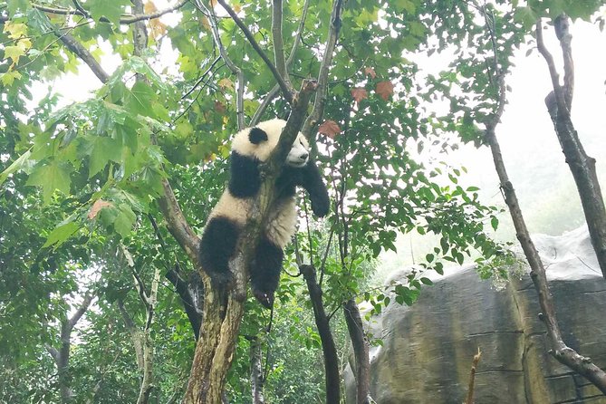 Giant Panda Hometown and Taoist Mountain Discovery From Chengdu - Qingcheng Mountain Exploration