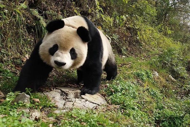 Giant Panda & Sichuan Cuisine Cooking Class 1 Day Tour - Itinerary Highlights