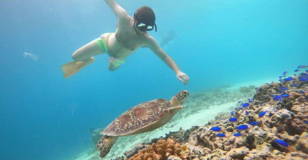 Gili T Island: Gili Snorkeling Day Trip Swim With Turtles - Snorkeling Experience