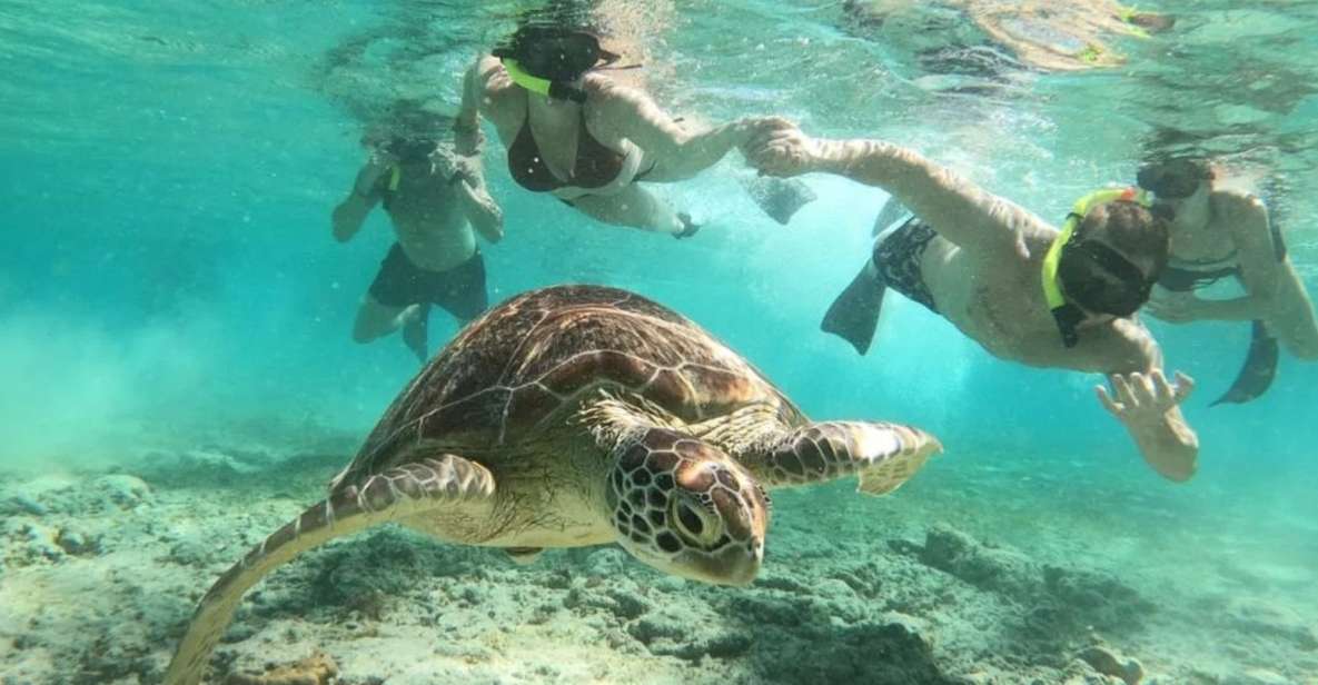 Gili Trawangan: Gili Island 3 Spots Snorkeling With Turtle - Encounter Majestic Sea Turtles