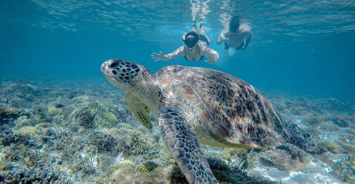 Gili Trawangan : Half Day Snorkeling With Turtle and Statue - Experience Details
