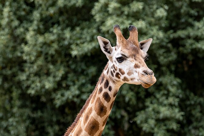 Giraffe Experience at Melbourne Zoo - Excl. Entry - Meeting and Pickup Info
