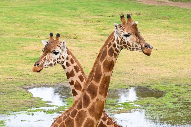 Giraffe Experience at Werribee Open Range Zoo - Excl. Entry - Meeting and Pickup
