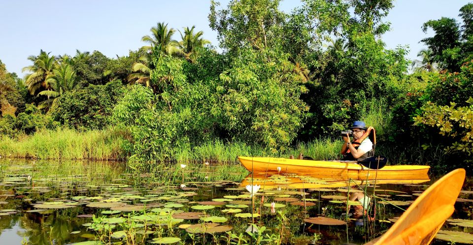 Goa: Backwaters and Mangrove Kayaking Experience - Experience Highlights