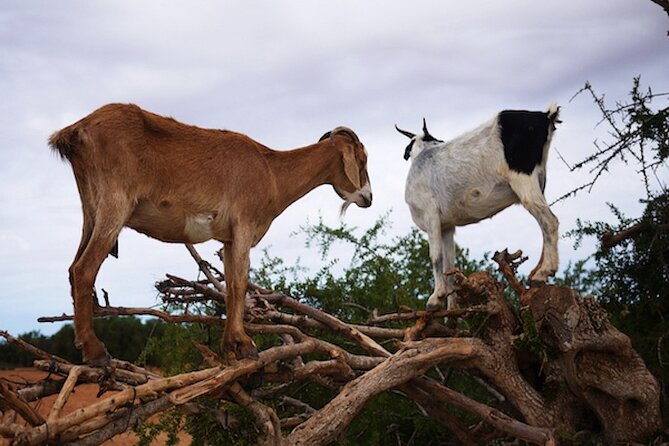 Goats on the Tree Trip From Agadir & Taghazout - Experience Overview