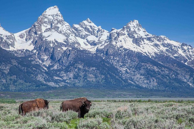 Grand Teton Wildlife Safari Tour - Booking Information