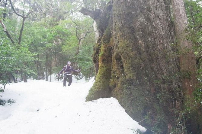 Granite Obelisk in Yakushima Full-Day Trekking Tour - Trail Difficulty Level