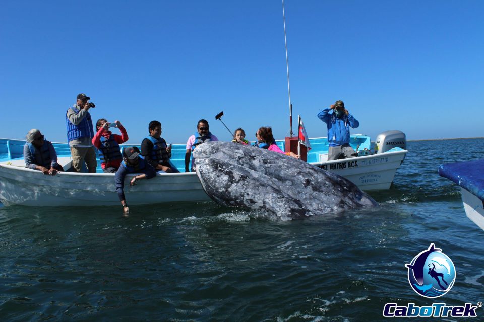 Gray Whale-Watching 2-Day Experience in Magdalena Bay - Availability and Planning