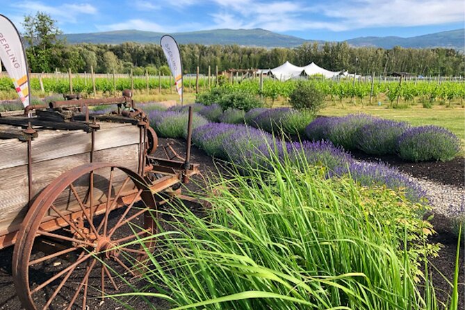 Guided E-Bike Wine Tour With Tastings and Lunch - E-Bike and Equipment