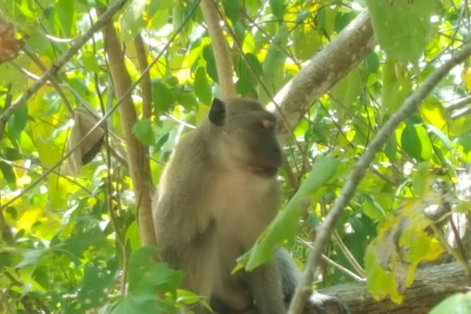 Guided Kayak Tour of Khao Lak Mangroves - Inclusions and Meeting/Pickup Information