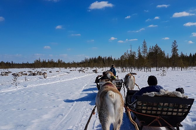 Guided Reindeer Farm Visit and One Hour Sledge Safari - Start Time Information