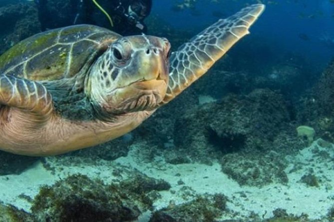 Guided Snorkel With Fish Tour at Cook Island Aquatic Reserve - Participant Requirements