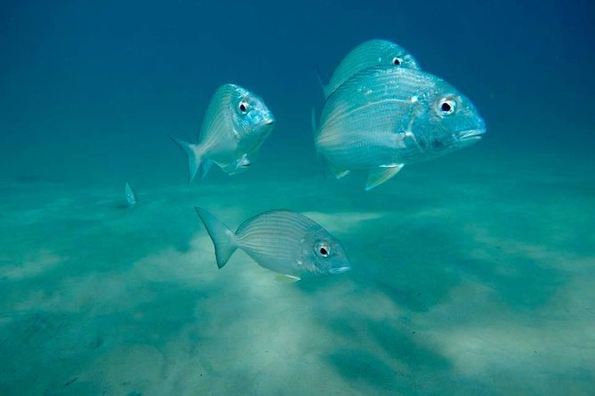 Guided Snorkel With Fish Tour at Wavebreak Island, Gold Coast - Inclusions and Gear