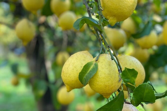 Guided Tour of a Historic Lemon Grove in Sorrento - Guided Walkthrough