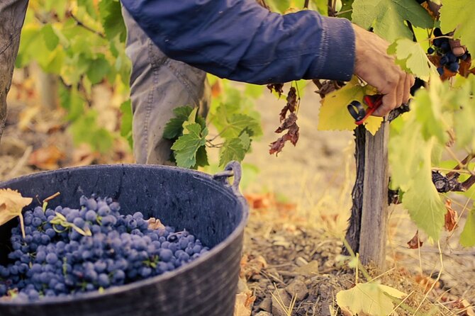 Guided Tour With a Winemaker: From the Vine to the Glass... - Meet the Winemaker