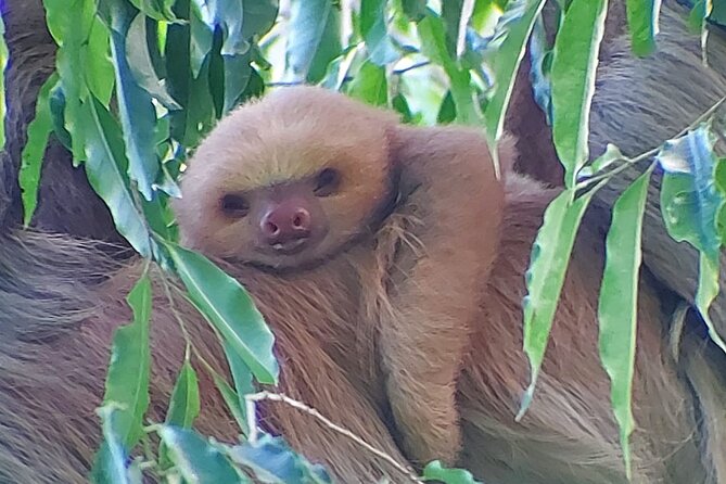 Guided Visit to Manuel Antonio National Park - Booking Confirmation and Transportation