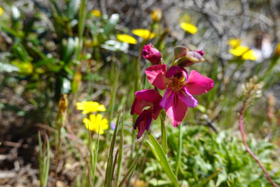 Guided WalkPicnic: Western Algarves Wild Beauty - Activity Inclusions