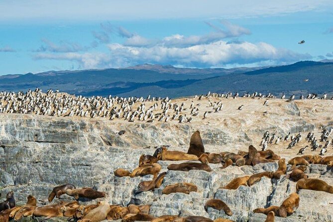 Half Day Beagle Channel Tour to Isla De Lobos and Penguin Colony - Expert Guided Tour