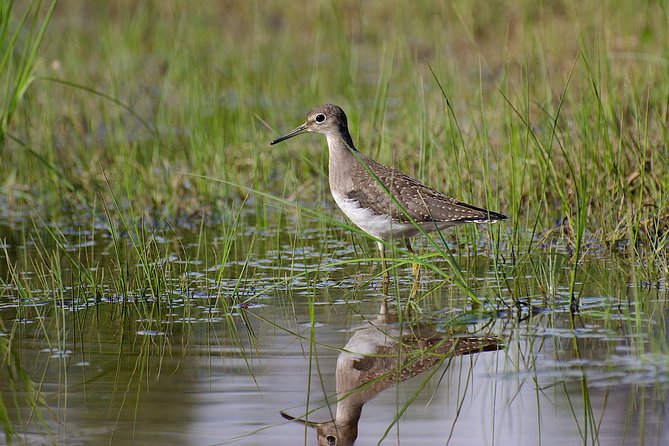 Half Day Birdwatching in the South Okanagan - Expert Guided Experience