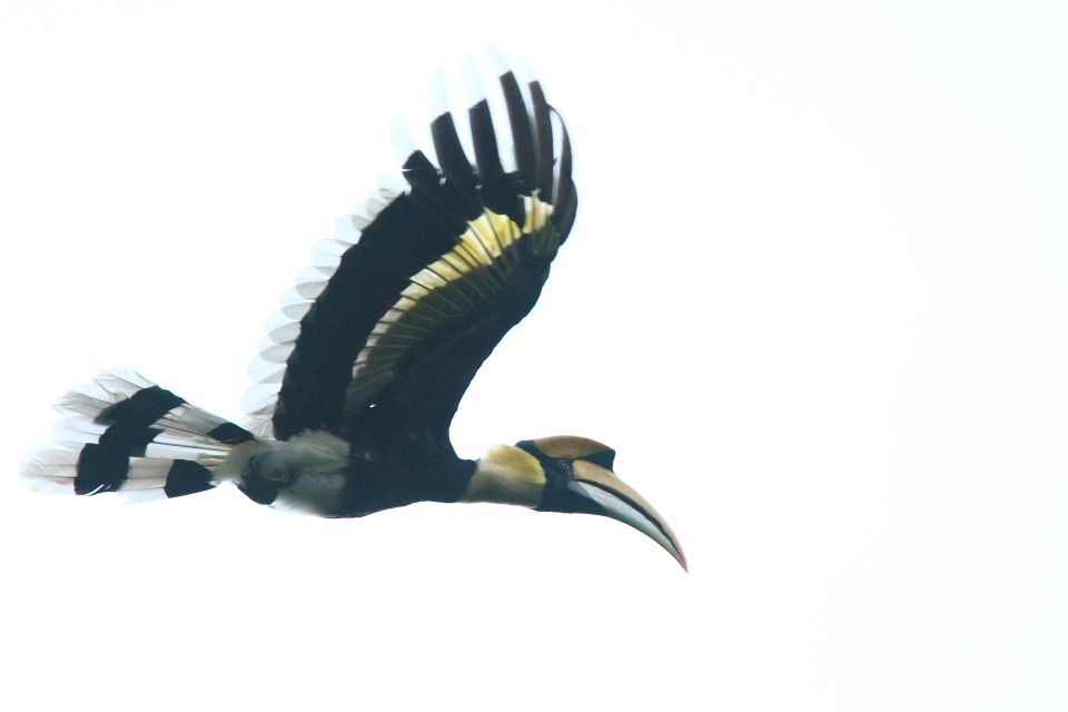 Half-Day Birdwatching Tour From Langkawi - Booking Information and Pickup Details