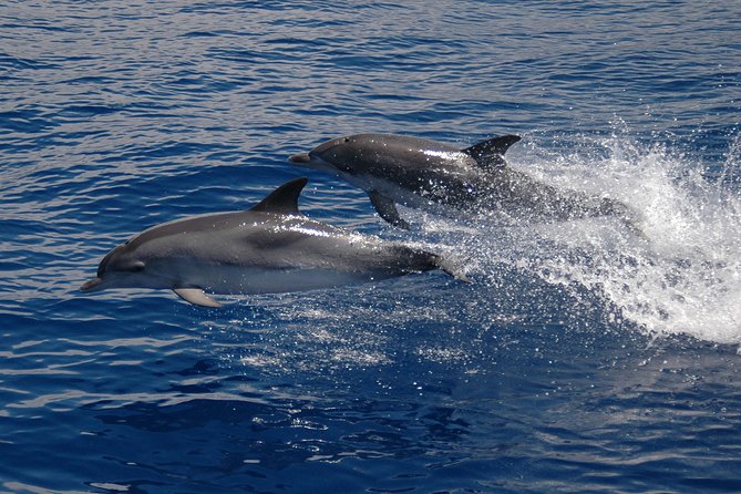 Half-Day Catamaran Trip From Funchal - Booking Details