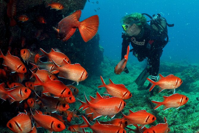 Half-Day Diving in Sal - Dive Among Mediterranean Shipwrecks