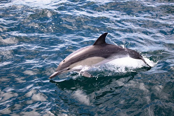 Half Day Dolphin Watching Cruise (Departing From Rotorua) - Onboard Experience