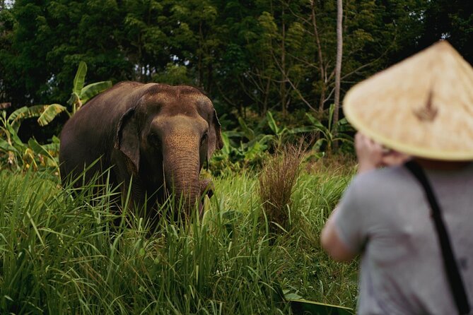Half Day Elephant Home Sanctuary in Samui - Reviews and Ratings Overview